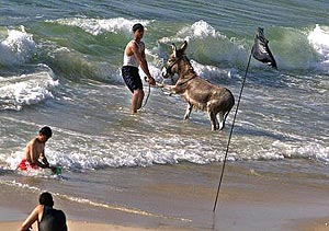 hmar mabrach et 3oum